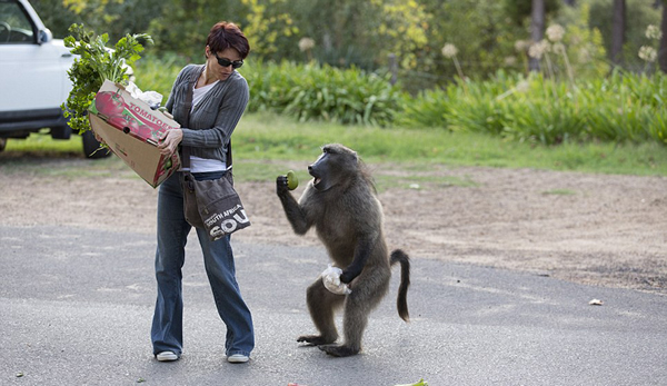 南非狒狒公然“打劫”