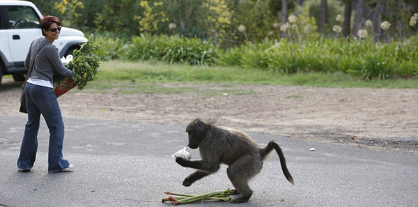 南非狒狒公然“打劫”