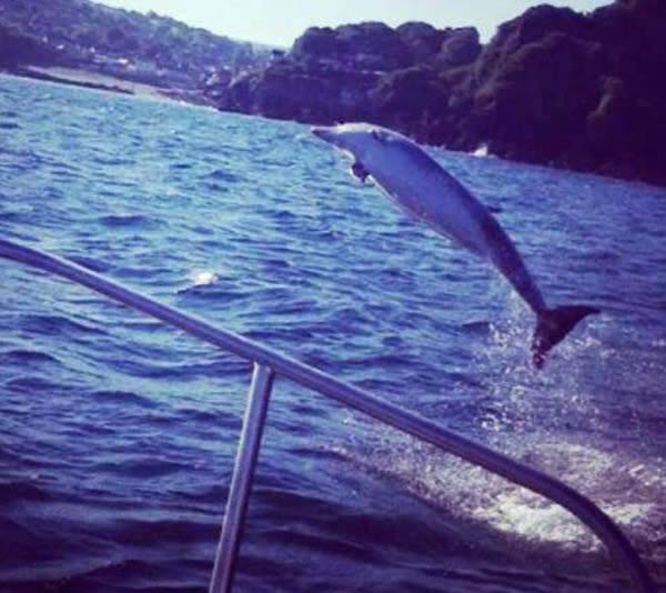 英国一条海豚将捕到的10磅鳕鱼送到船上