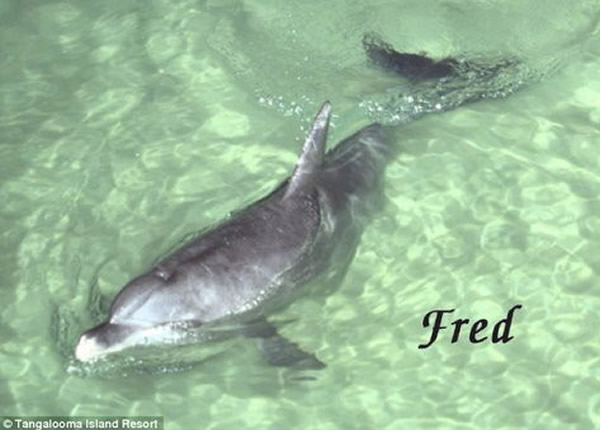 1998年发现第一只会送礼物的海豚「弗雷德」