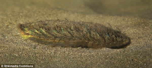 英国海滩惊现罕见七彩深海海鼠