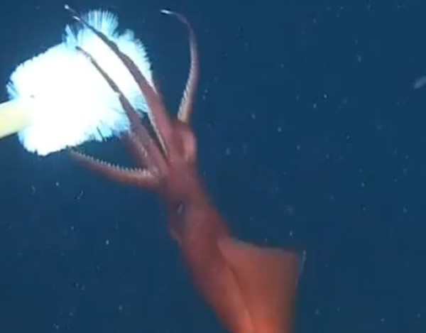 �������ˡ�ж�����㡱���ж�֫��ļ����Ϊ�Զ�������