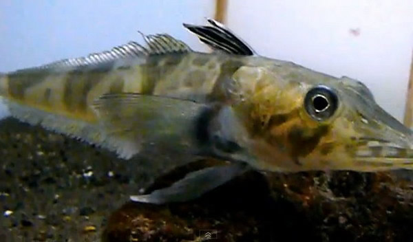 南极深海中的奇特眼斑雪冰鱼