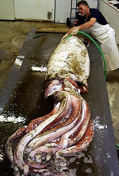 鱿1分钟内深海食人巨鱿鱼可把整只狗吞下