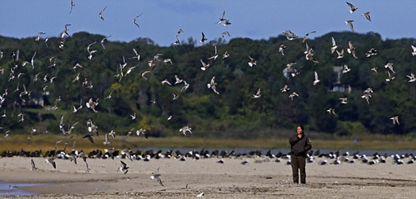 美国科学家用大炮撒网捕鸟实施保护