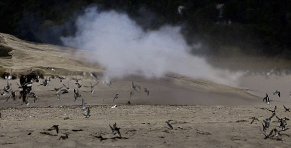 美国科学家用大炮撒网捕鸟实施保护