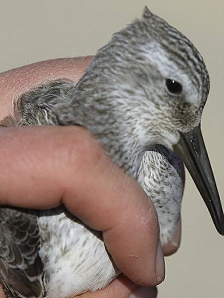 美国科学家用大炮撒网捕鸟实施保护