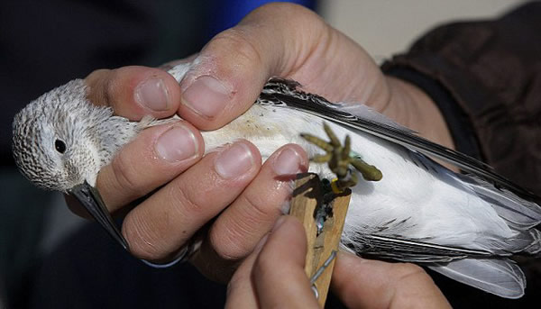 美国科学家用大炮撒网捕鸟实施保护