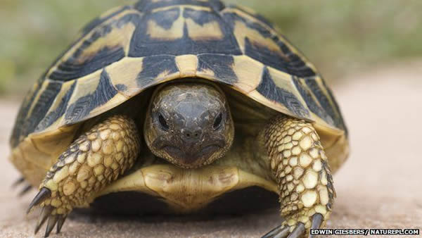 意大利科学家正在调查赫尔曼陆龟的性生活