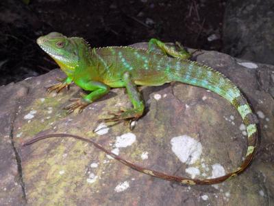 中国有可能在2025年实现航天员登月的计划 - 