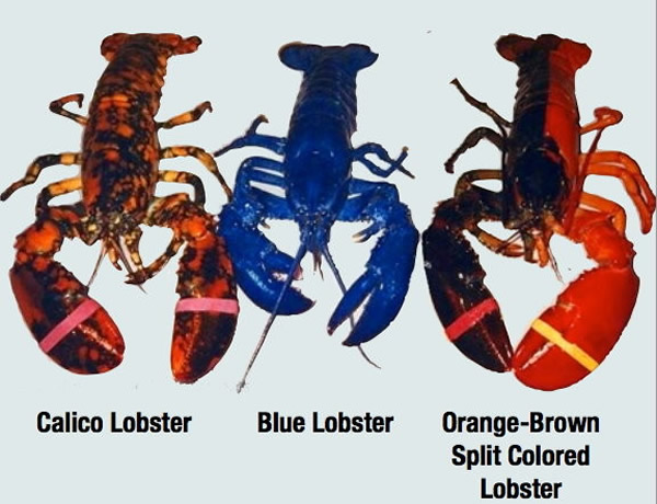 �����Ϊ��������Ϻ�����м�Ϊ������Ϻ��������Ϊ˫ɫ�ġ�������Ϻ����