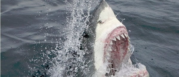 红海最近接连发生鲨鱼奇怪攻击人类事件:专咬屁股