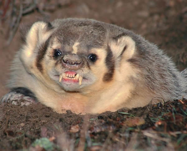 ��ΪDiscovery��������ʾ��ͼ�����Ǹ�����