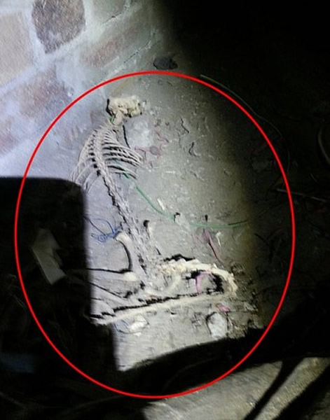 ����һ���˼ҵ����ҷ���һ�������Ĺ���Ұ�޺���