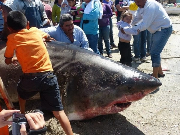 墨西哥渔民捕获可能是史上最大的大白鲨