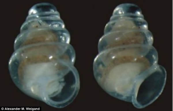 科学家在克罗地亚最深洞穴中发现一种拥有透明贝壳的幽灵般蜗牛。它们根本看清前方的路,被认为是只能生活在黑暗地下洞穴的真洞居生物。