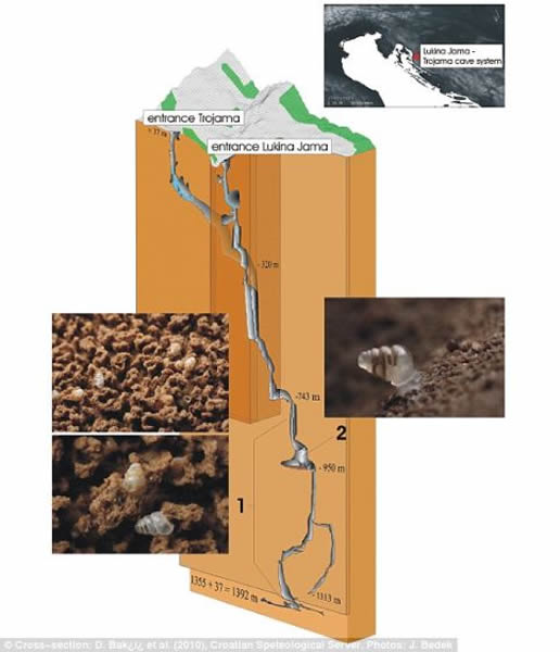 克罗地亚鲁特纳-亚玛-特洛贾玛洞穴群的3D模型展示了科学家收集蜗牛壳和他们发现这个活样本的地方。