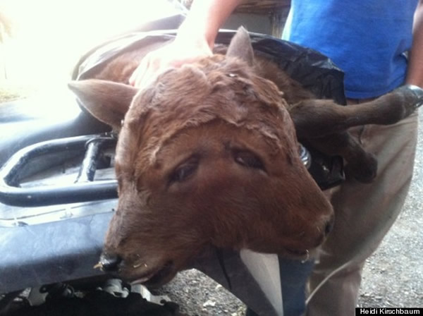 �������ո���ũ�����ֺ���˫ͷСţ��