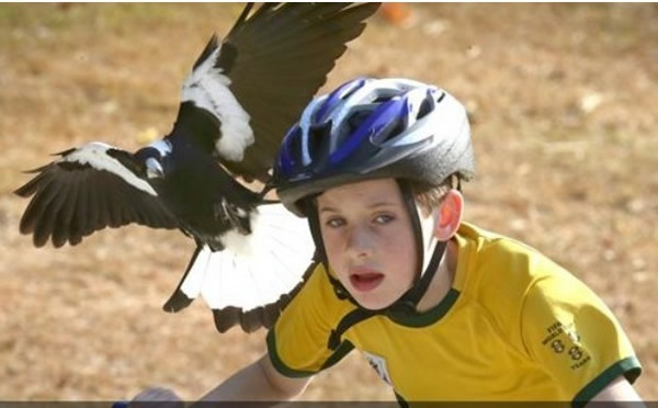 澳大利亚布里斯班一名8岁男童险些遭喜鹊攻击