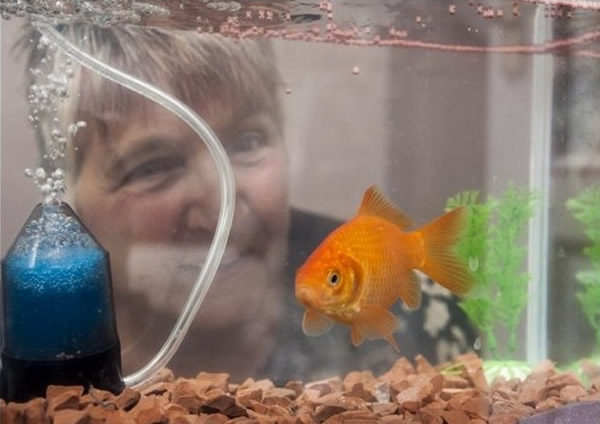 英国“神奇金鱼”独自在没有氧气和食物的池塘中活了21个月