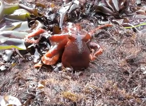 ��������һֻ���㾹Ȼ���컯�������ϰ���ɢ����