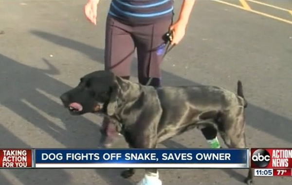 ����һֻ��������Ȯ�¶����ߡ��޿��󡱾�����