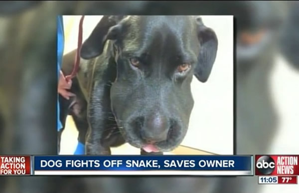 ����һֻ��������Ȯ�¶����ߡ��޿��󡱾�����