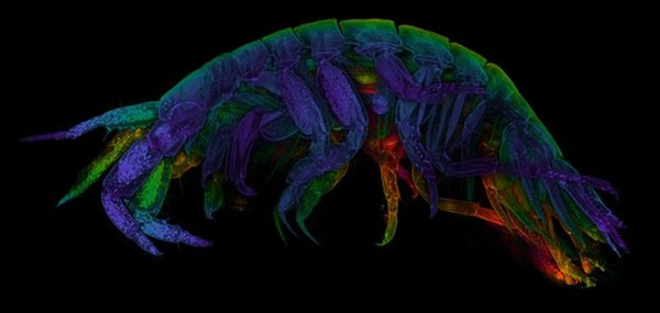 ţ���ѧ�о�С���ں��׷���һ�����غ�Ϻ