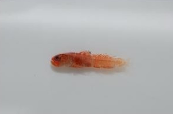 发现全世界体型最小的珊瑚礁鱼种——正小磨鰕虎