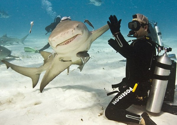 加勒比海柠檬鲨微笑跟潜水员相互“击掌”