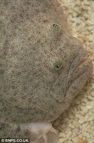 一条倒霉的比目鱼两只眼睛竟然跑到同一侧