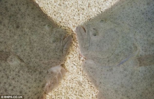 脑袋颠倒的比目鱼「赫伯」(左)跟它的同类超级比一比。两者方向相反,但眼睛都在同一侧!