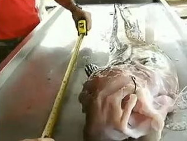 巴西粉红怪鱼全身滑溜溜没有鱼鳞