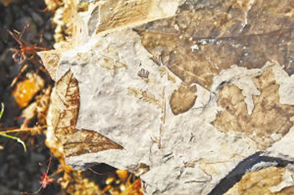 ��ʯ���ж��ֹ�ֲ��