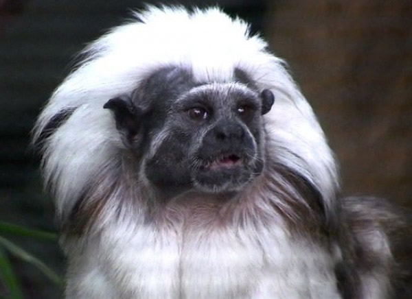 �޹������ѧ����Saguinus oedipus��