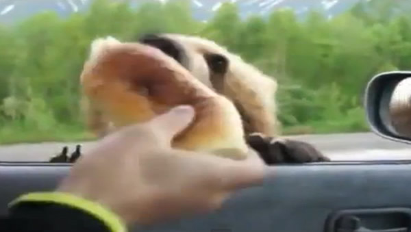 俄罗斯棕熊马路边乞食