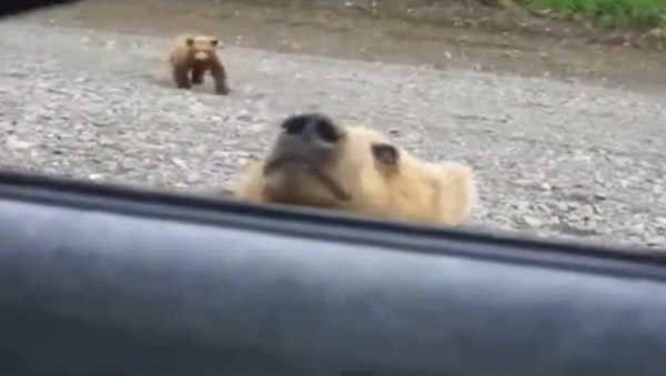 俄罗斯棕熊马路边乞食