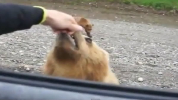 俄罗斯棕熊马路边乞食