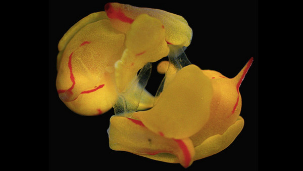 海蛞蝓「背刺式性爱」,想交配得先受伤。