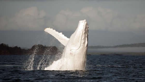 罕见白色座头鲸现身澳洲