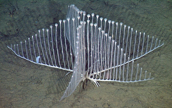 太平洋深海发现一种肉食性海绵“竖琴海绵”