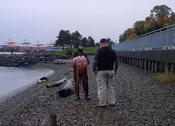 ����19������㲶����ս������ɱ��֮��