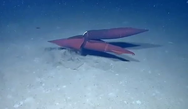 墨西哥湾北部海底拍摄到令人害羞的场景:一对正在性爱的鱿鱼