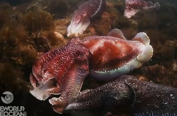 雄性巨人乌贼会为抢女朋友大打出手