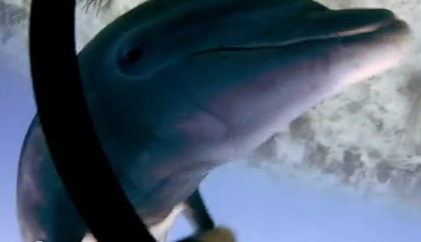 ����Ⱥ��һͷ��ɫ����Ӷ�������ɧ��ǱˮԱ