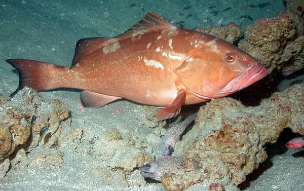 海底怪声竟是“鲱鱼放屁”