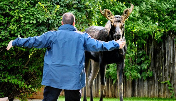 美国一头大型野生驼鹿误闯居民区游荡数周终被捕