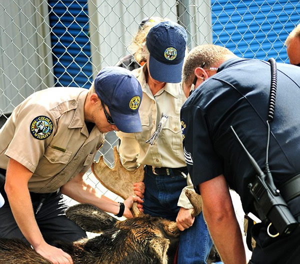 美国一头大型野生驼鹿误闯居民区游荡数周终被捕