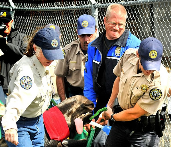 美国一头大型野生驼鹿误闯居民区游荡数周终被捕