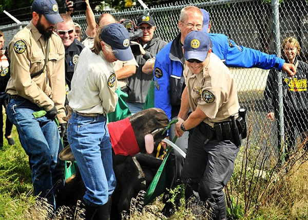 美国一头大型野生驼鹿误闯居民区游荡数周终被捕